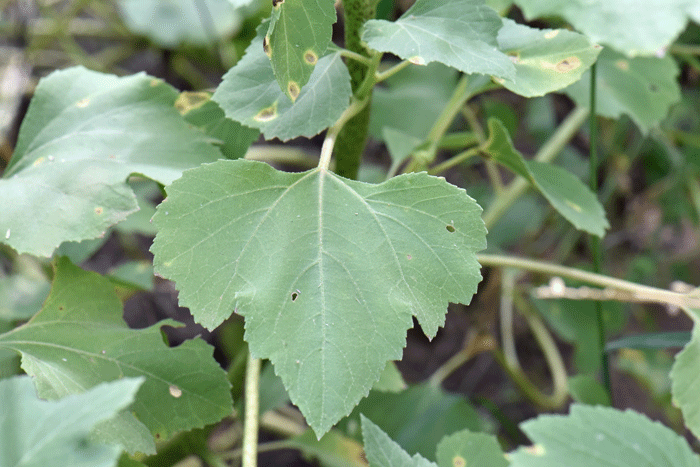 Rough Cocklebur has green leaves with long stalks, up to 4 inches - 10 cm long.  The somewhat rough leaves are covered with coarse or rigid hairs (not visible in photo). Xanthium strumarium